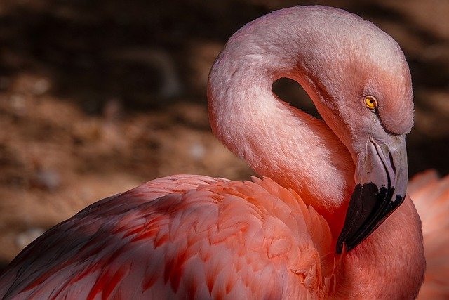 Photo of a flamingo