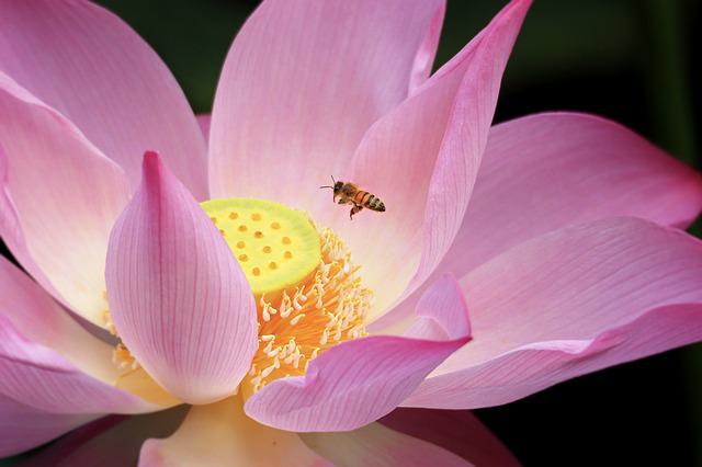 Pink flower with bee