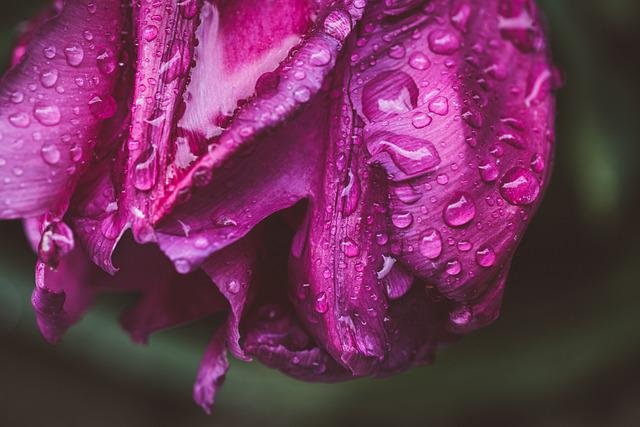 Wet pink flower